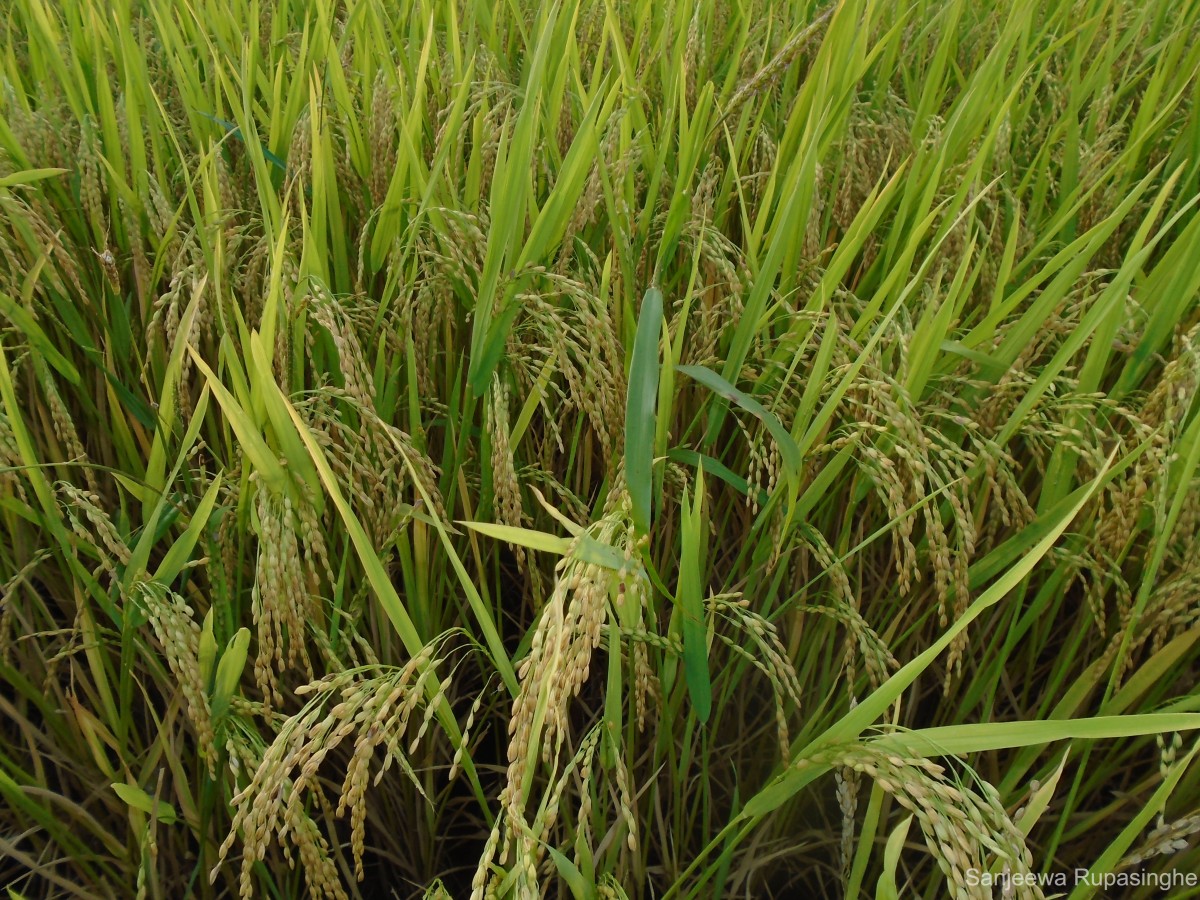 Oryza sativa L.